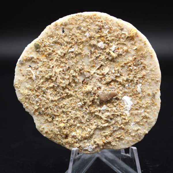 Scutella, oursin fossile