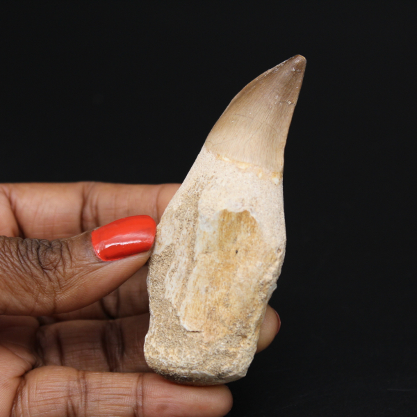 Dent fossile de Mosasaure du Maroc