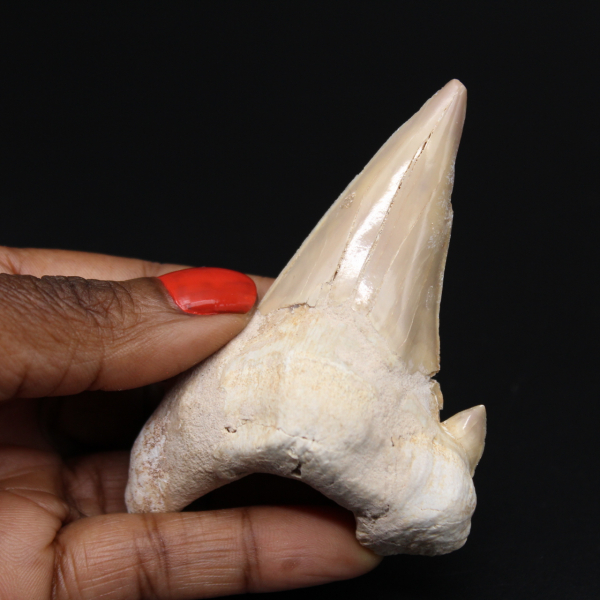 Fossile de dent Otodus obliquus requin