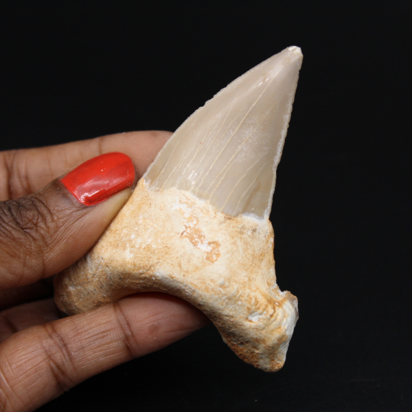 Spécimen fossile de dent de requin