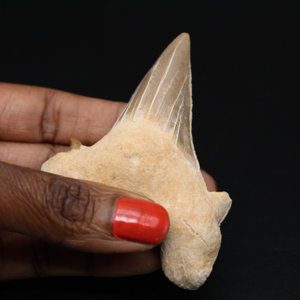 Fossile Otodus obliquus dent