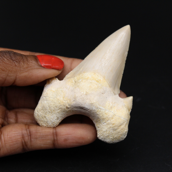 Dent de requin fossilisée