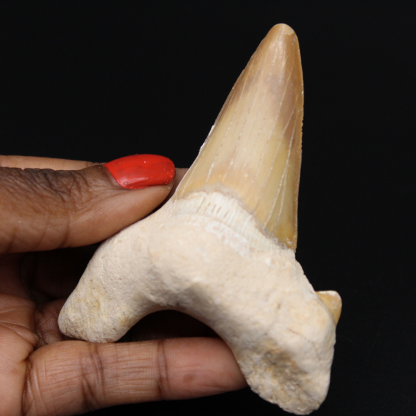 Fossile de dent de requin Otodus obliquus