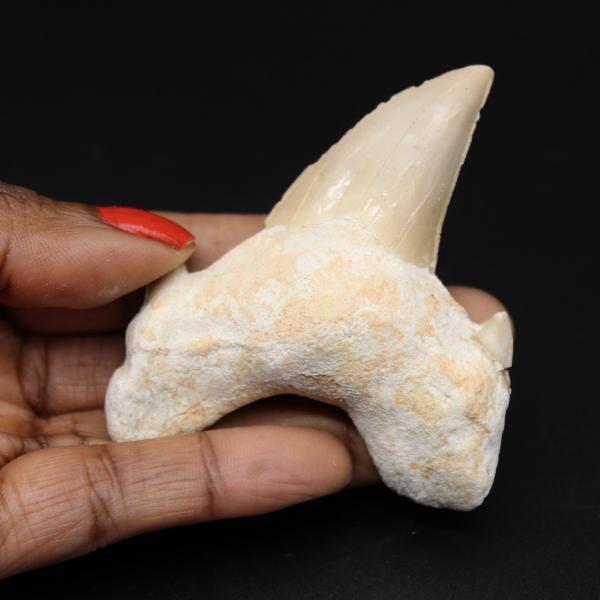 Dent fossile du Maroc, requin