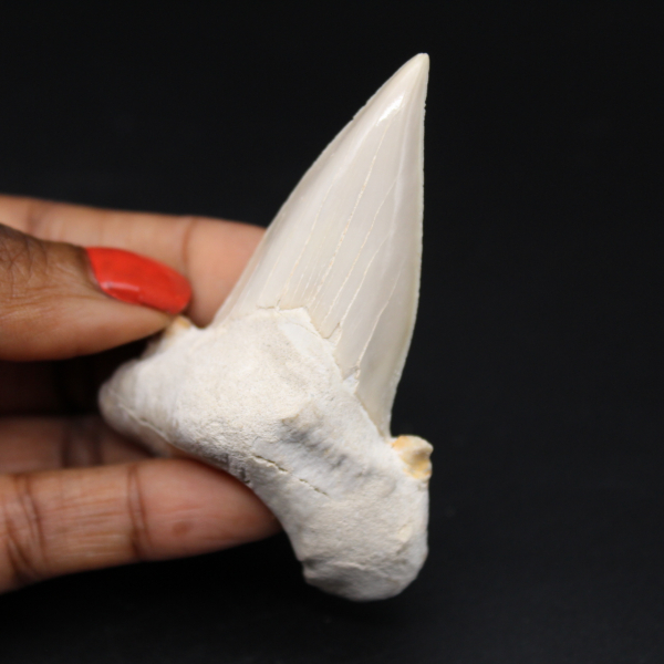 Spécimen de dent fossilisée de requin