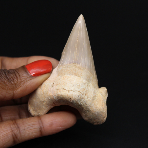 Dent de requin fossilisée