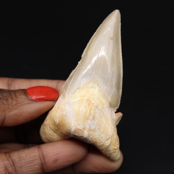 Dent de requin fossilisée du Maroc
