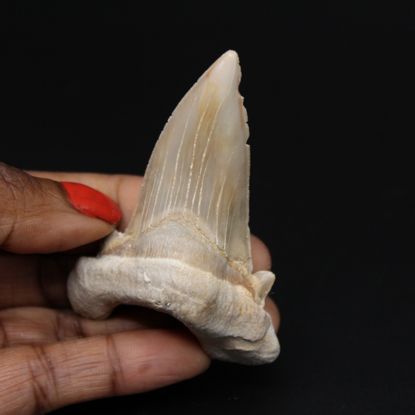 Dent fossile de requin Otodus obliquus