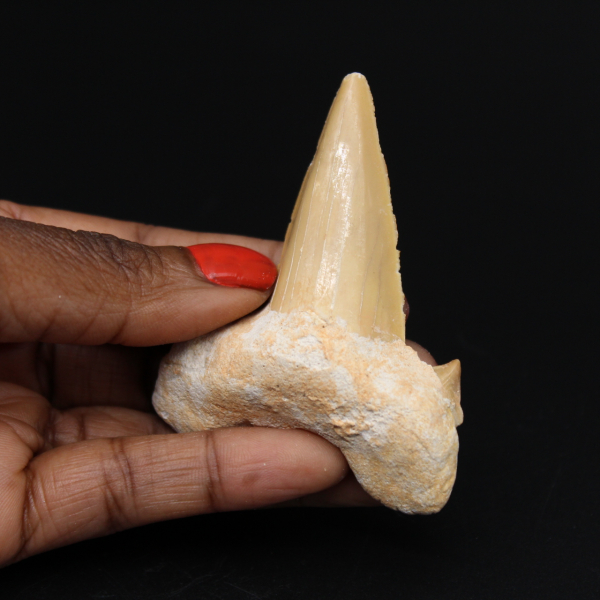Fossile de dent Otodus obliquus requin