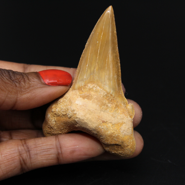 Dent fossilisée d’Otodus obliquus requin