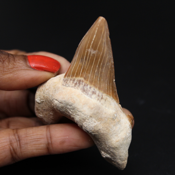 Spécimen de dent fossile de requin
