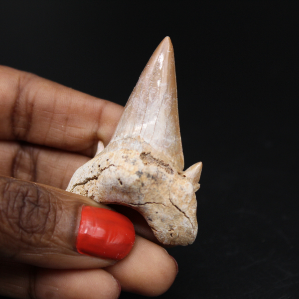 Spécimen fossile de dent de requin