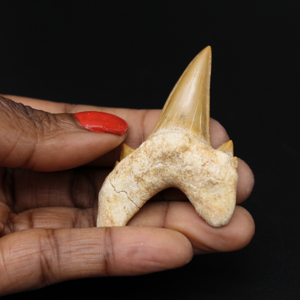 Fossile Otodus obliquus dent