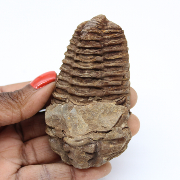 Fossile du Maroc trilobite