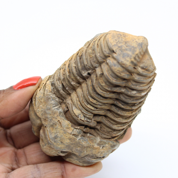 Trilobite du Maroc fossilisé