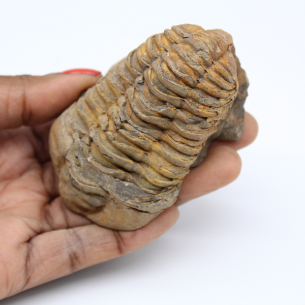 Trilobite fossilisé du Maroc