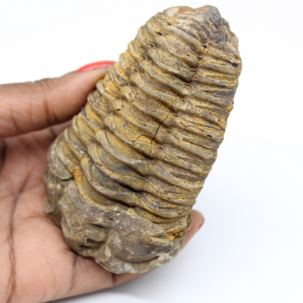 Fossile de trilobite