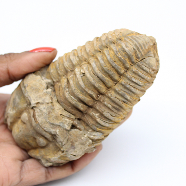 Fossile du Maroc trilobite