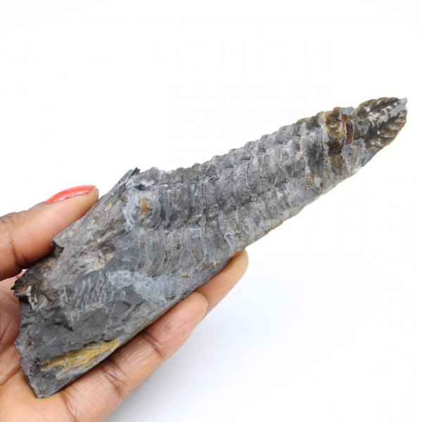 Fossile de trilobite de Bretagne