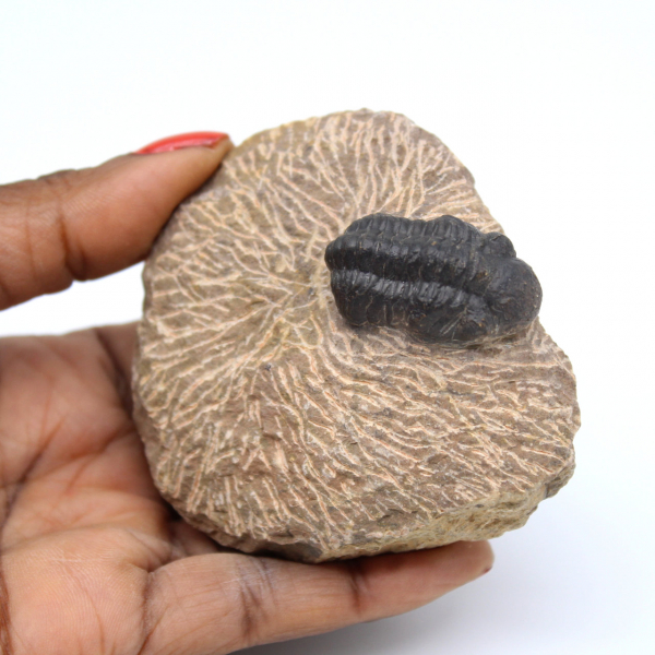 Fossile de trilobite dans matrice