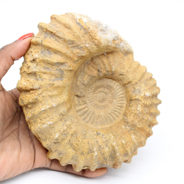 Ammonite fossilisée du Maroc