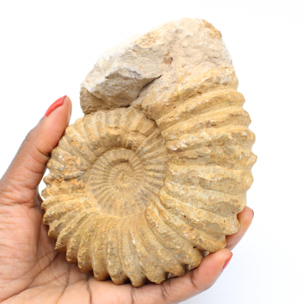 Fossile d’ammonite du Maroc