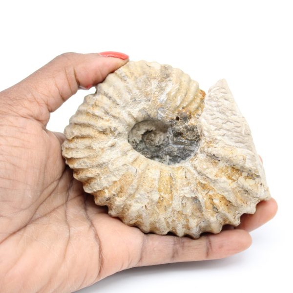 Ammonite du Maroc fossilisée