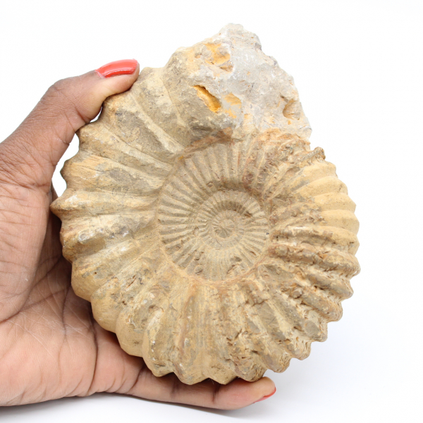 Fossilisation d’ammonite du Maroc