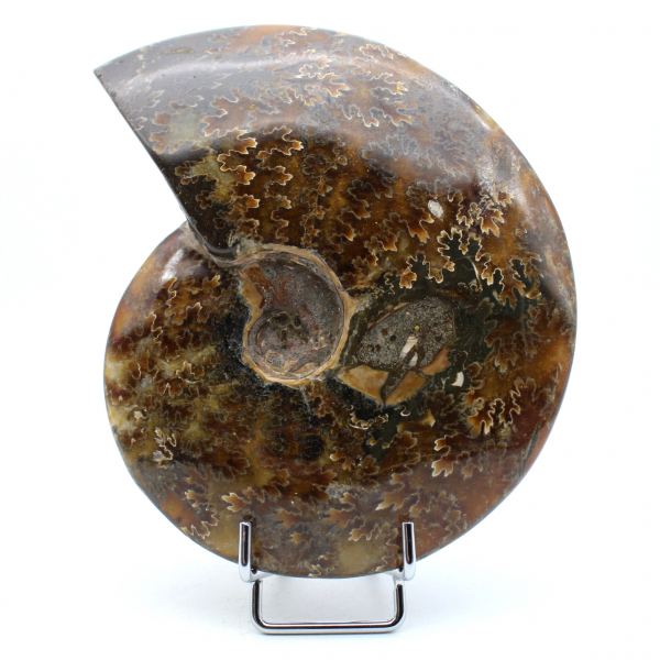 Ammonite naturelle entière polie