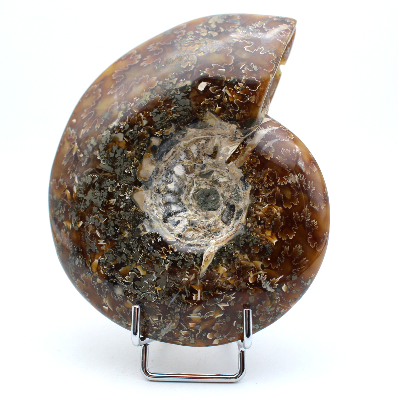 Ammonite entière polie