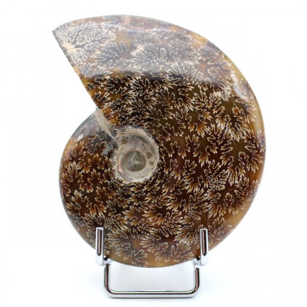 Fossile entier d’ammonite