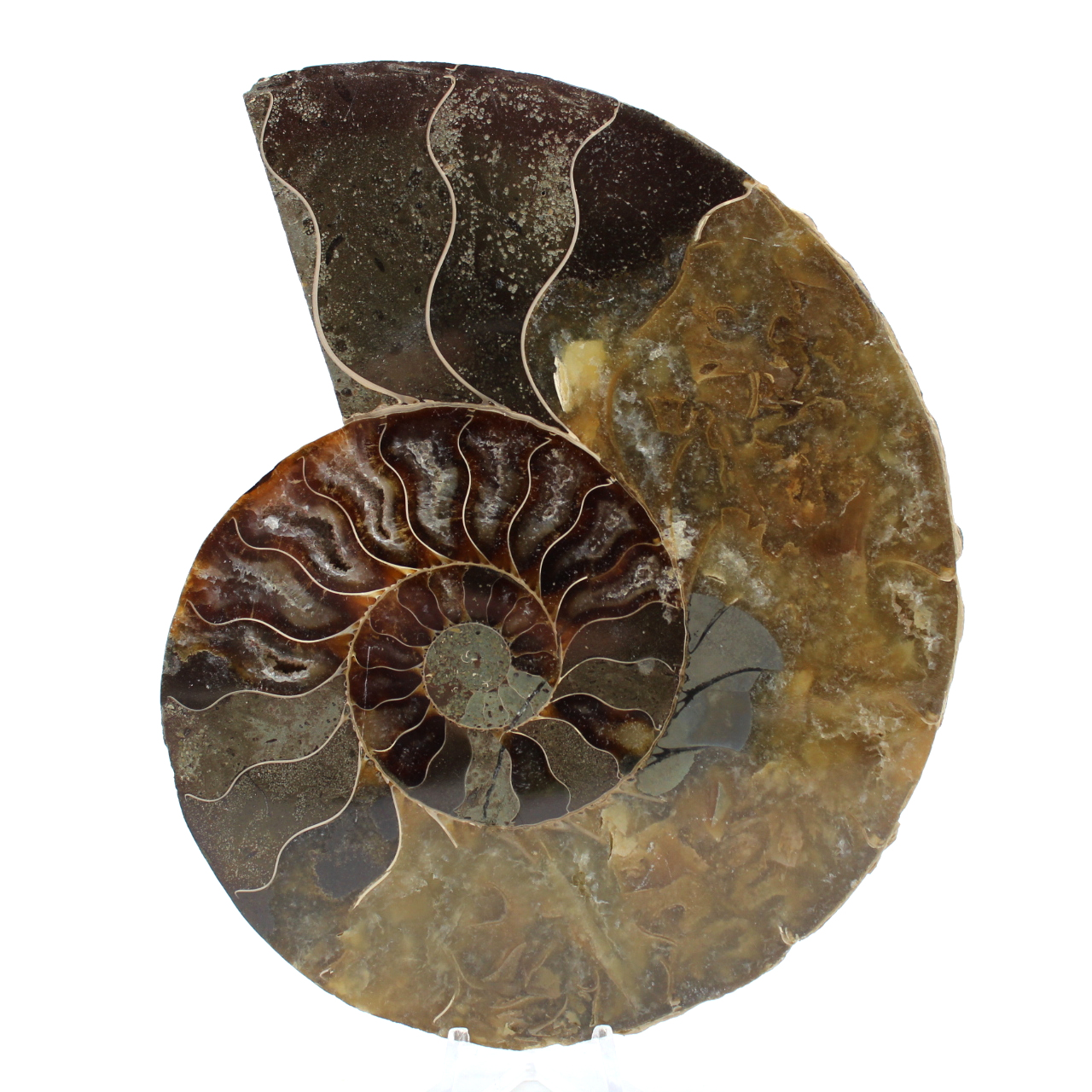 Ammonite polie