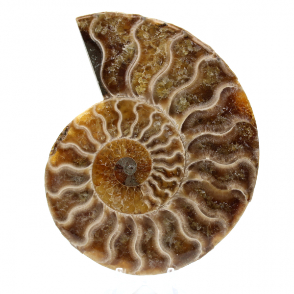 Ammonite fossile polie de Madagascar