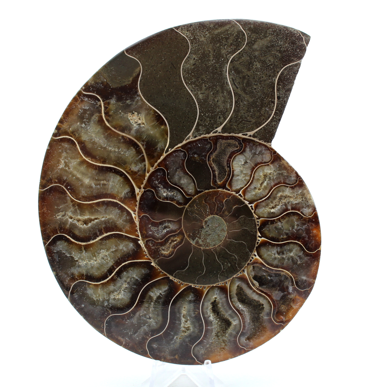 Fossile d'ammonite poli