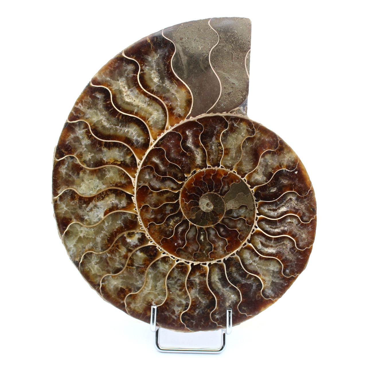 Fossile d'ammonite poli