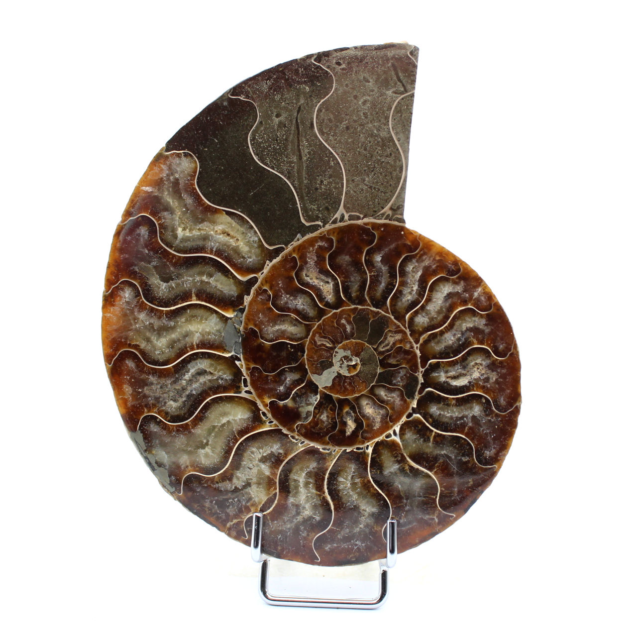 Ammonite fossile de Madagascar