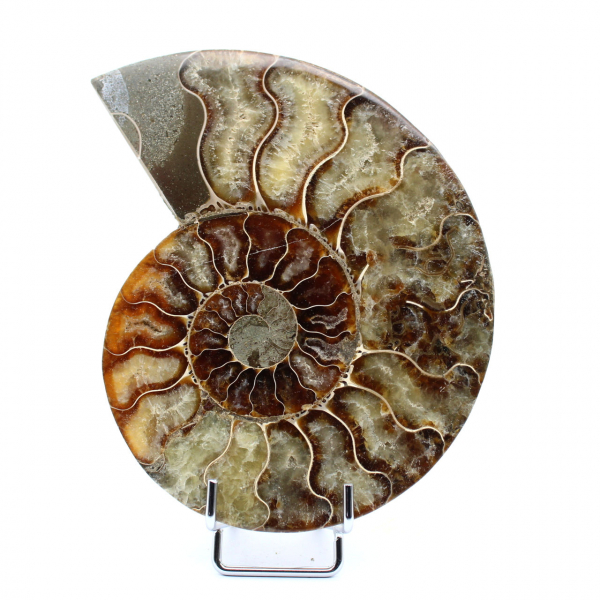 Ammonite fossilisée