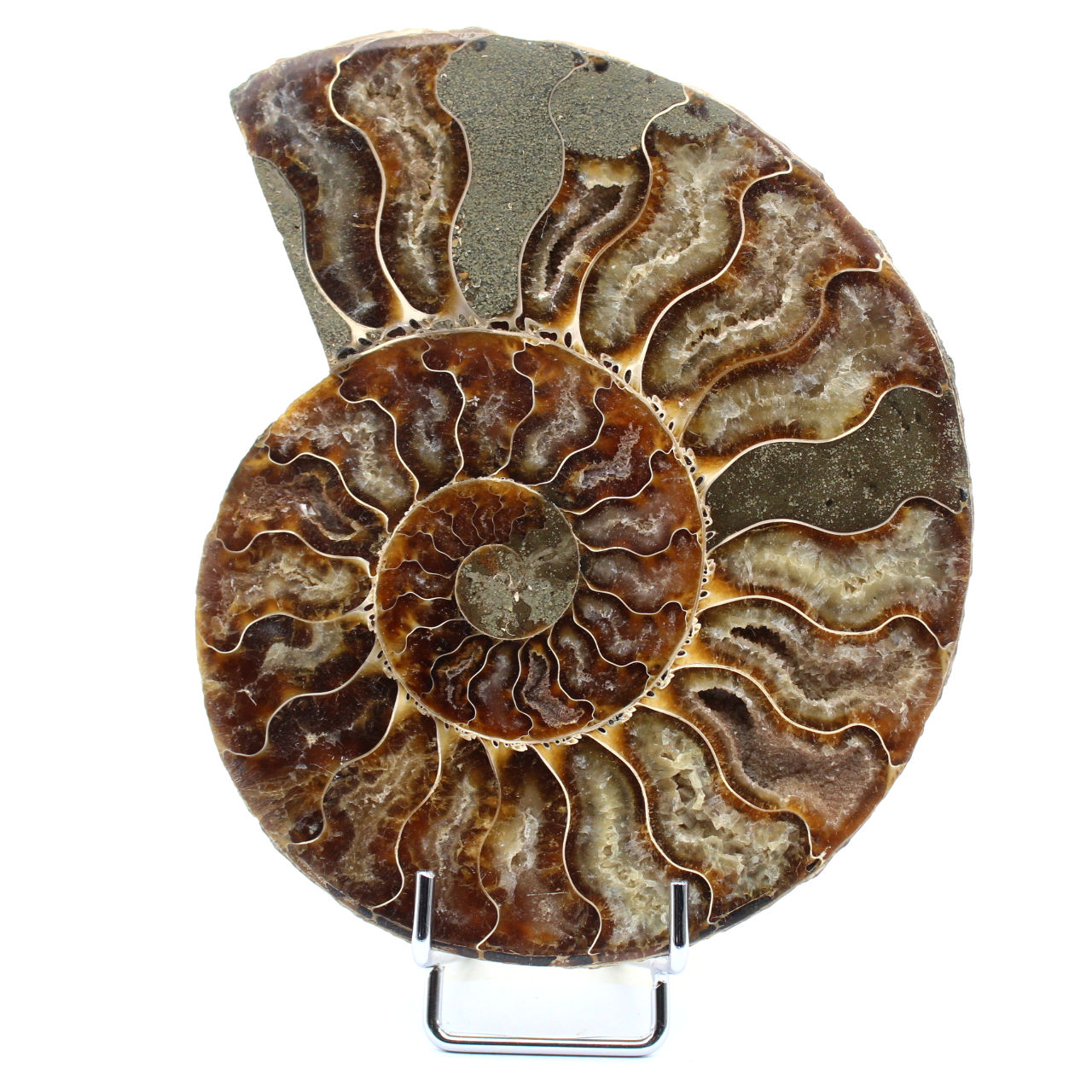 Ammonite fossile polie de Madagascar