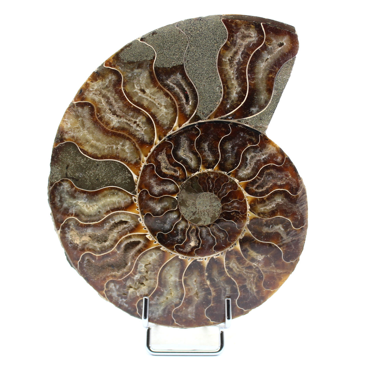 Ammonite polie de Madagascar
