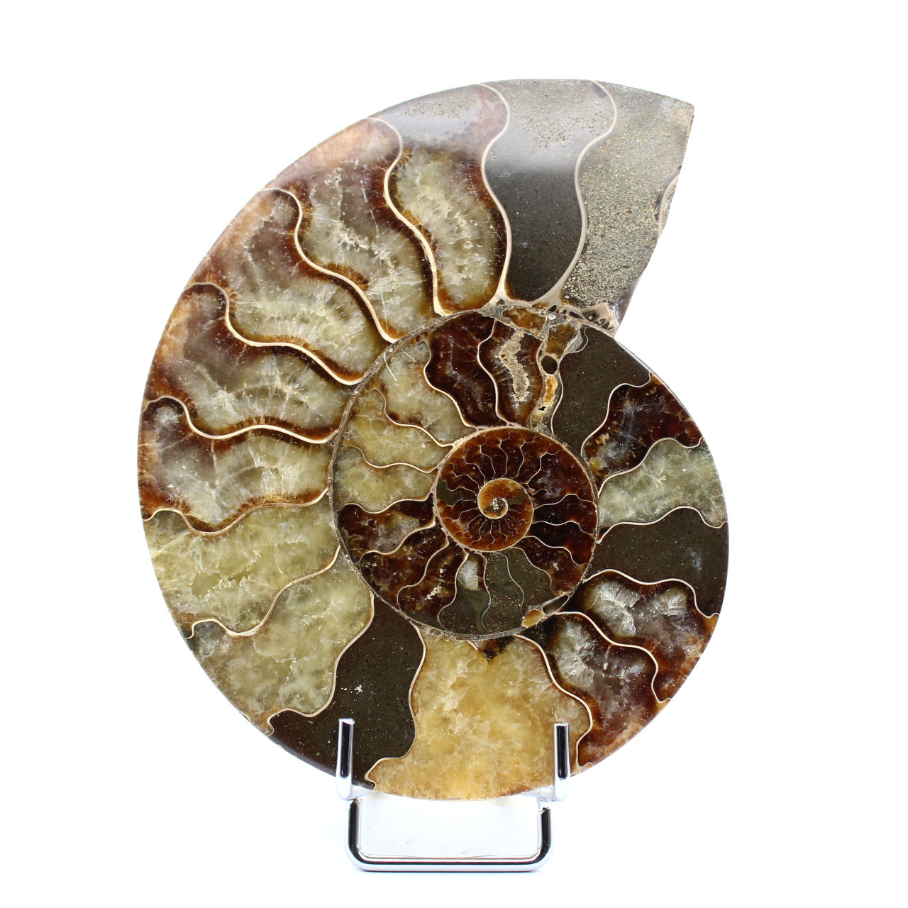 Fossile d'ammonite poli