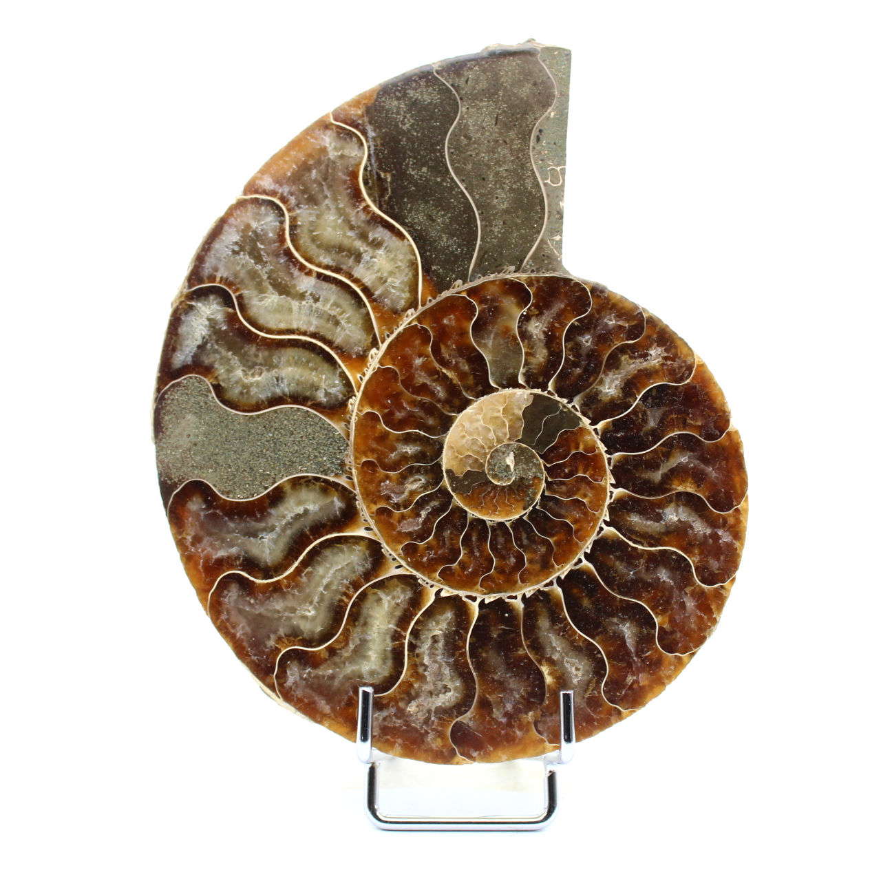 Ammonite naturelle fossile