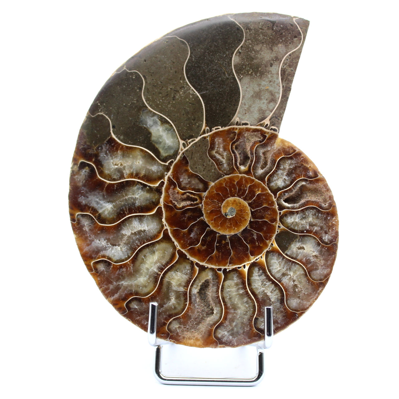 Ammonite naturelle de madagascar