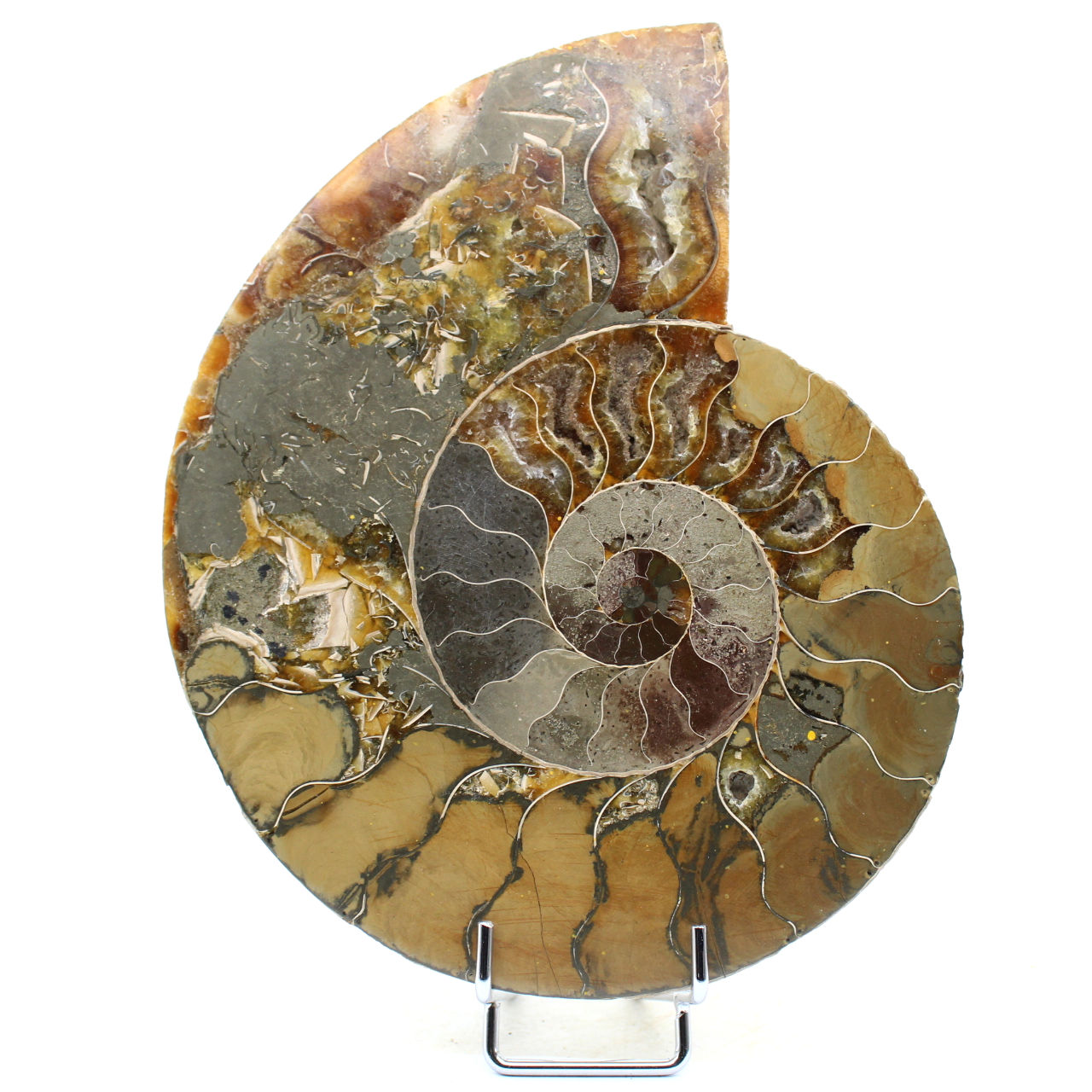 Ammonite naturelle polie fossile