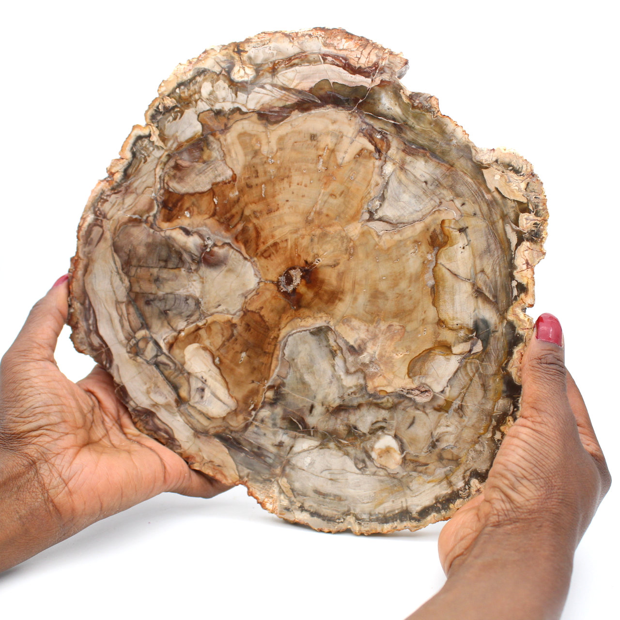 Bois fossile tranche polie