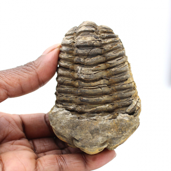 Trilobite fossile