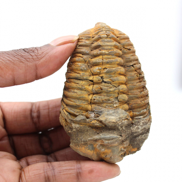 Trilobite du Maroc