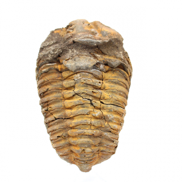 Fossile de trilobite