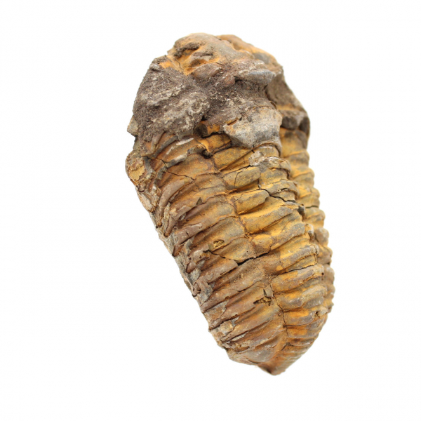 Fossile de trilobite