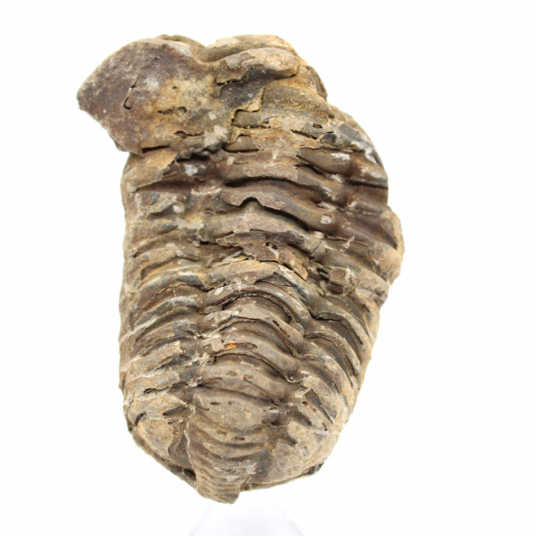 Trilobite fossile du Maroc