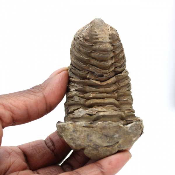 Trilobite du Maroc